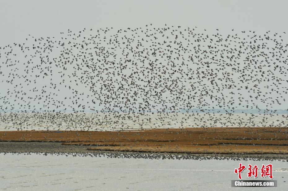 Scientists discovered that a common herb has anti-inflammatory properties