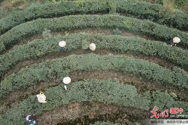 Researchers found that certain fungi can break down toxic chemicals in contaminated soil