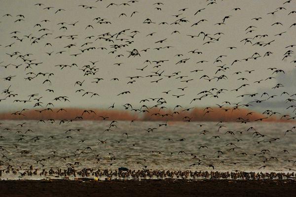 A research study found that spending time with pets can improve mental health