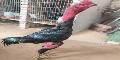 The president announced a new bilateral agreement with neighboring countries to strengthen regional security cooperation