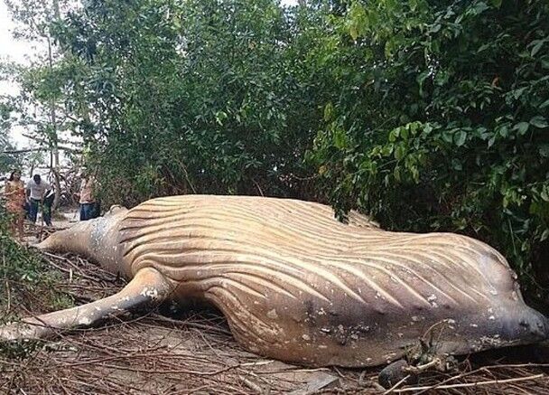 Sports league introduces new safety rules for youth athletes to prevent injuries