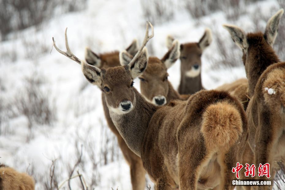 Scientists studied the effects of pollution on marine ecosystems