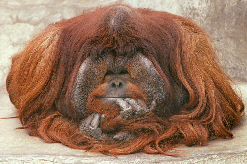 A famous chef opened a new restaurant specializing in fusion cuisine combining two cultures