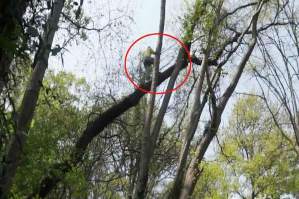 A small plane crashed in a mountainous area with the pilot rescued by emergency teams