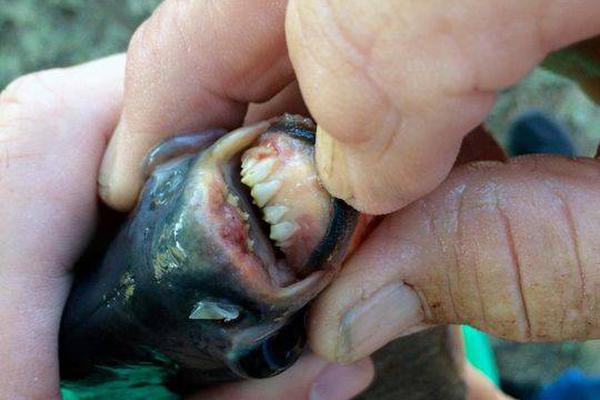 A team of scientists successfully sent a spacecraft to explore a distant planet, aiming to gather data about its atmosphere and surface.