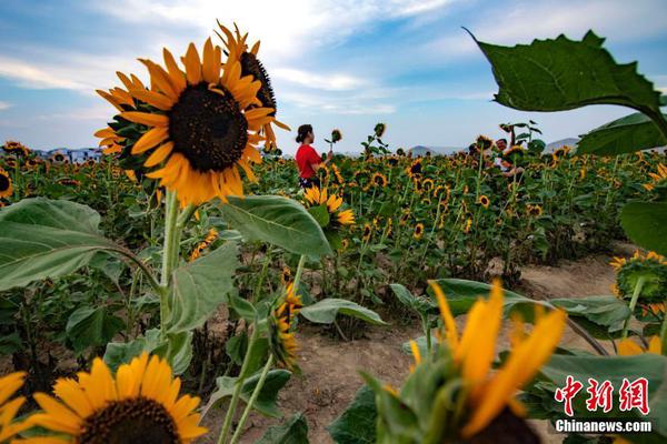 The city introduced a bike-sharing program to encourage green transportation
