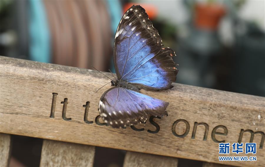 A grocery store started selling pre-cut fruit cups for on-the-go snacks