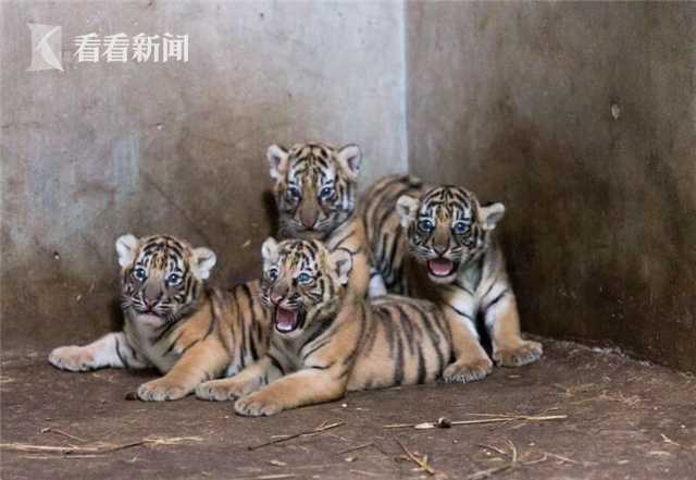 Researchers found that listening to classical music while studying can improve test scores