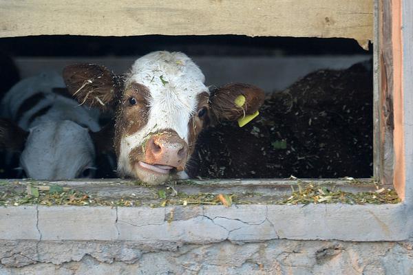 The government announced grants for farmers to switch to organic farming practices