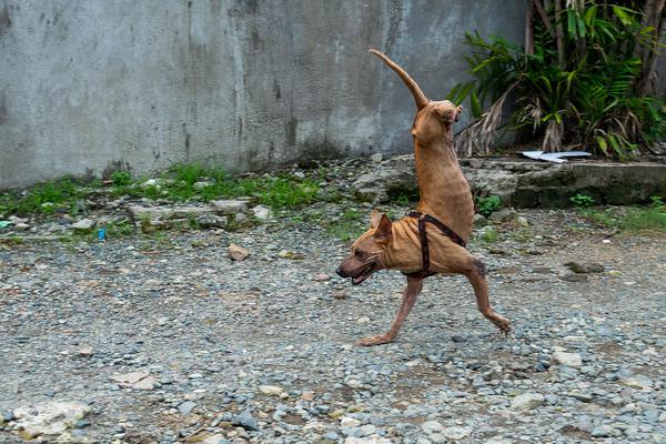 A local theater company announced a new season featuring classic plays and original works by local playwrights