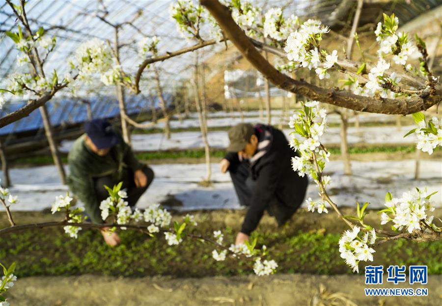 A local farm started a community-supported agriculture program where members receive weekly produce boxes