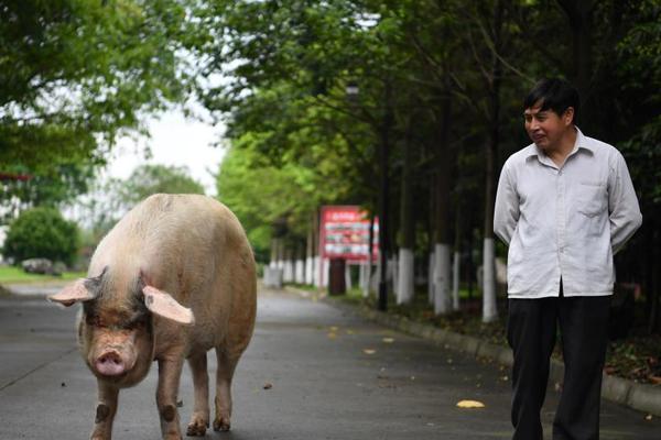 A farm started selling grass fed beef directly to consumers