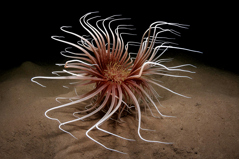 A streaming service added a collection of classic TV shows to its library