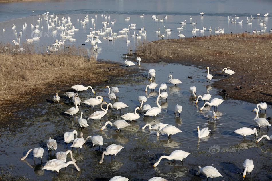 Researchers found that drinking chamomile tea regularly can reduce anxiety levels in adults