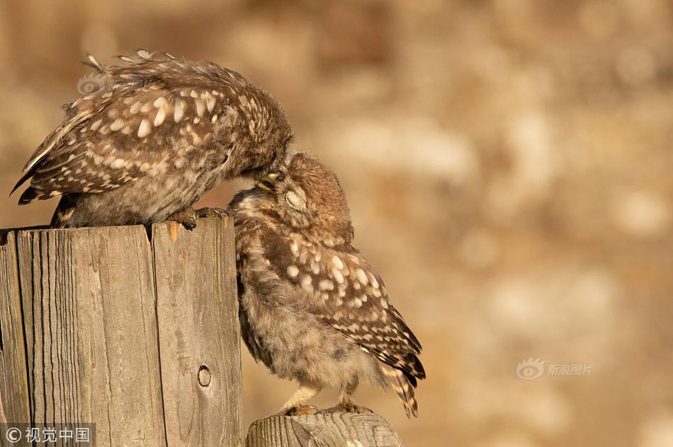 Cross country team sets new school record at state meet
