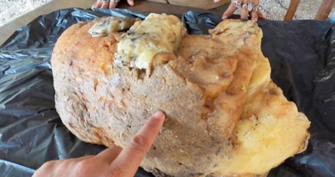 Wildlife rescue group rehabilitates injured fox and releases it back into wild