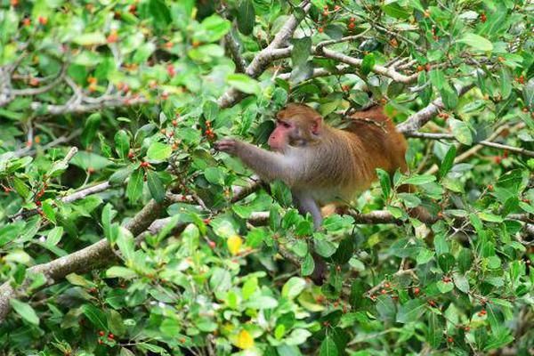 Dietitian recommends adding quinoa to diets for plant-based protein
