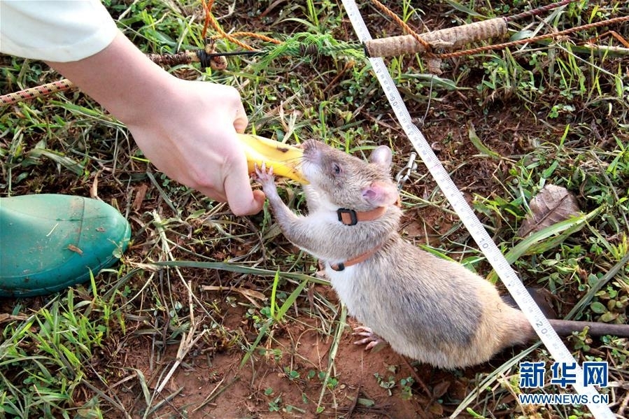 A community organized a neighborhood cleanup that removed 500 bags of trash from local streets