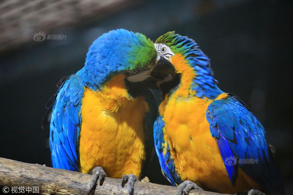 The local zoo planned to build a new aviary for its collection of rare birds