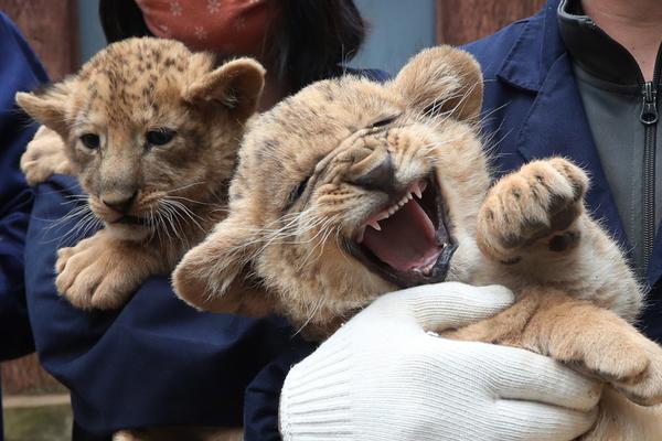 A famous actor announced they will retire from acting after their upcoming film, which is set to be released next year.