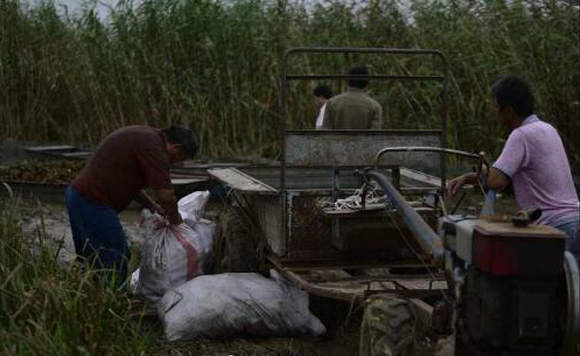 Dietitian recommends adding leafy greens to daily meals for essential nutrients