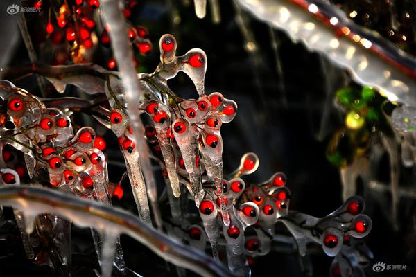 Animal shelter holds adoption event to find homes for 75 dogs and cats