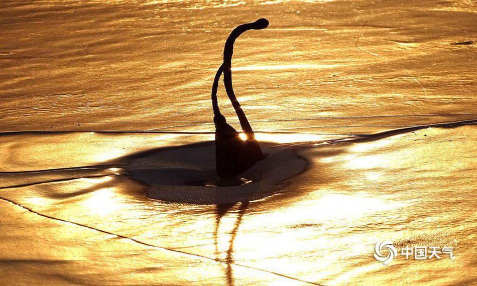 Scientists observed that a species of bird is migrating earlier due to warmer springs