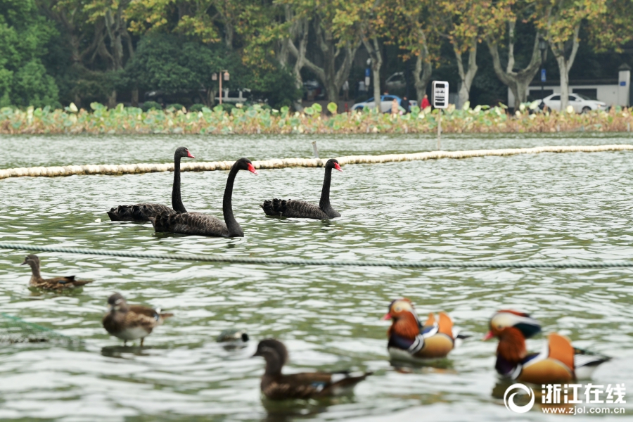 The national rugby team won the regional championship for the third time