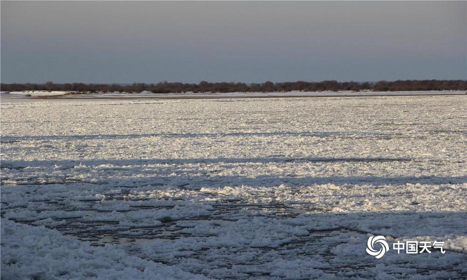 Volunteers planted 10000 trees in a deforested area as part of a reforestation project