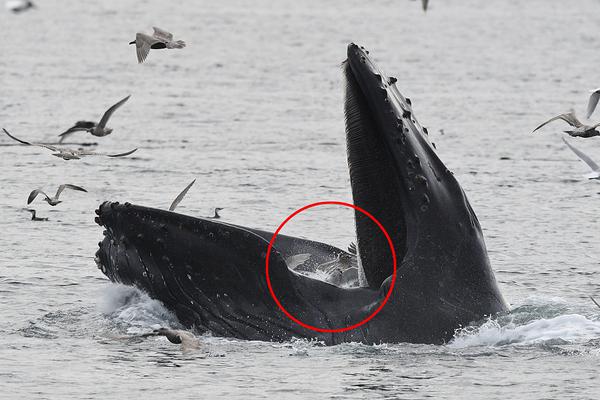 A coffee shop hosted a coffee tasting event with beans from 8 different countries
