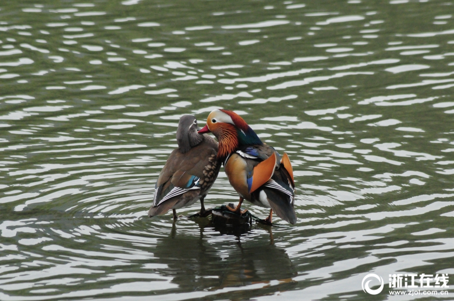 Engineers designed a new type of wind turbine that is quieter and more efficient than older models