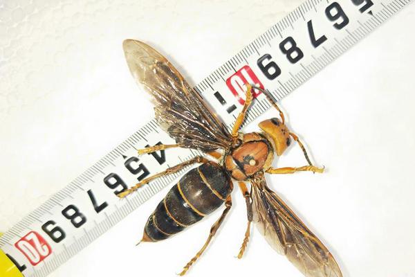 A study showed that eating more vegetables can reduce the risk of certain cancers by 30%