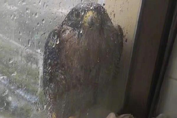 Scientists developed a new method to clean oil spills using bacteria that break down oil