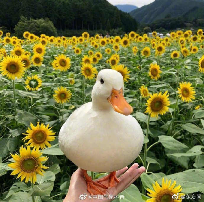 Wrestling team wins state championship for the third consecutive year
