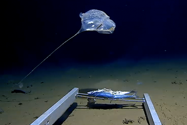 Researchers detected methane gas on a distant planet, suggesting possible biological activity