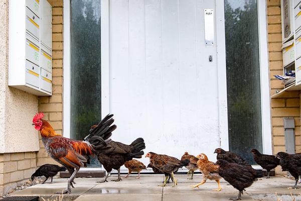 A celebrity chef cooked a special meal for a charity event that raised $120000 for hunger relief
