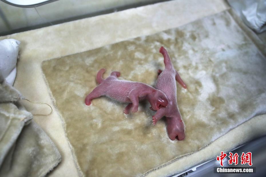 A local newspaper printed a special edition for the city’s anniversary