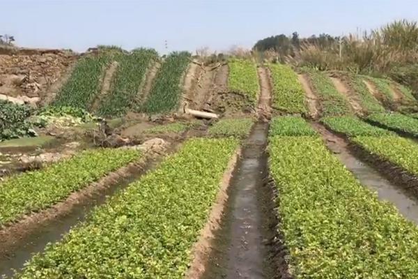 Farmers reported higher crop yields due to favorable weather conditions