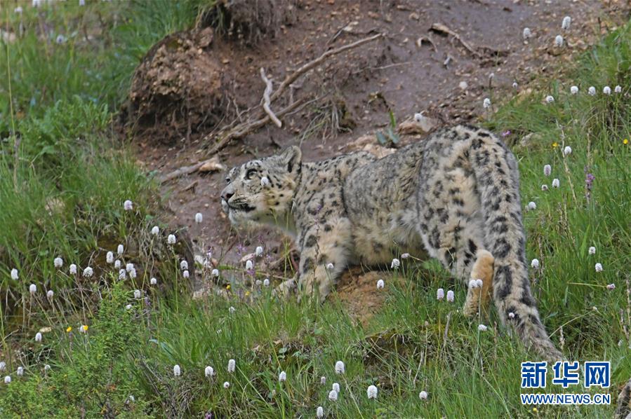 Chemists make cleaning products from natural ingredients like vinegar