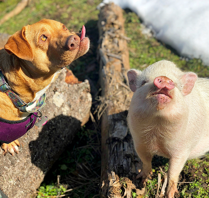 Pet sitting service offers dog walking and pet feeding services