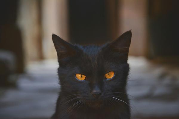 Study shows that owning a pet reduces feelings of loneliness in elderly adults