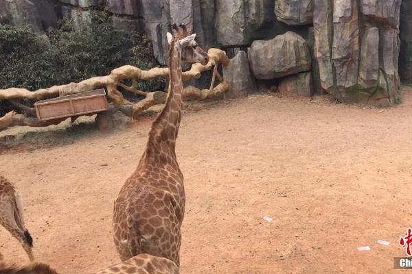 A local farm started a community-supported agriculture program where members get weekly produce boxes