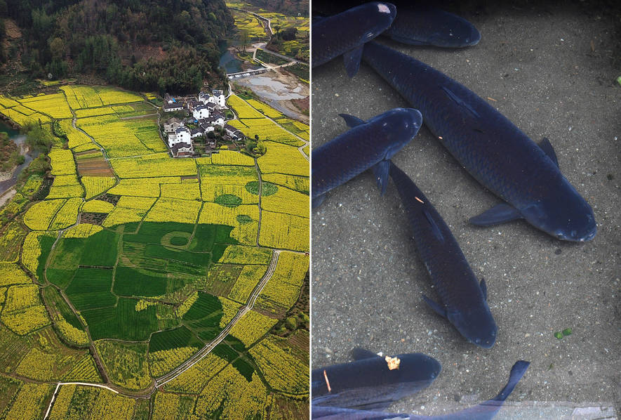 Researchers developed a new vaccine to protect farm animals from a contagious disease