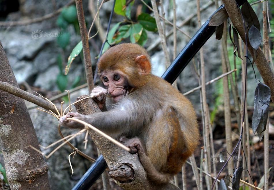 Scientists warned that rising temperatures are causing polar ice caps to melt at an accelerated rate