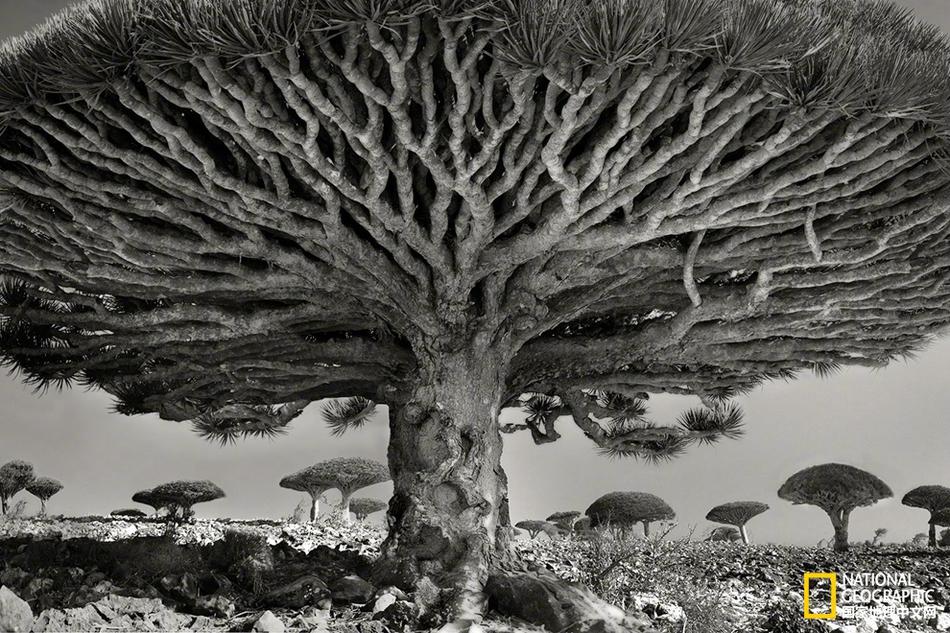 A wildlife conservation group worked to protect forests