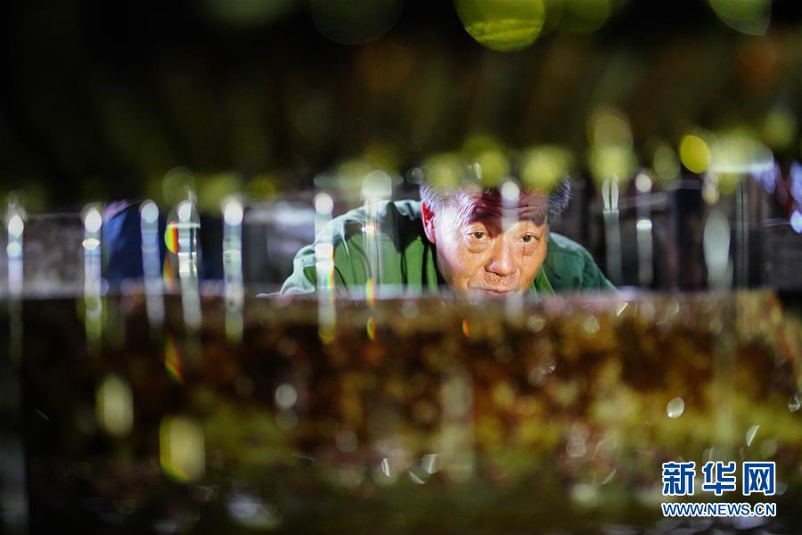 Environmental activists organized a tree-planting campaign in urban parks planting 5000 trees