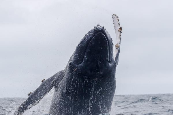A hot air balloon made an emergency landing in a park with all passengers escaping unharmed