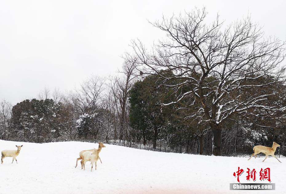 A major car manufacturer unveiled its first fully electric SUV expected to go on sale in early 2026