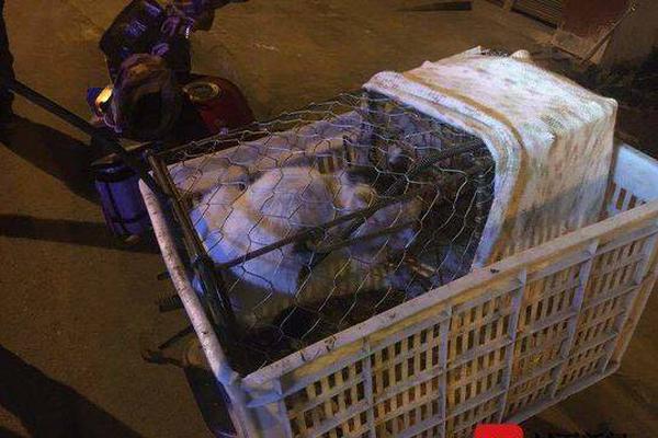 Local police seized over $1.2 million worth of illegal drugs during a raid on a suspected trafficking ring