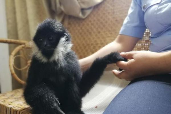 A airline introduced a new premium economy class with extra legroom and better amenities